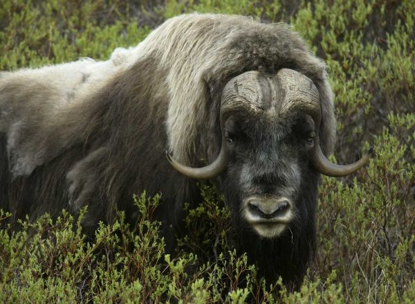 Alaska, Nome Musk ox standing in bushes